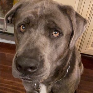 Meet your Posher, George